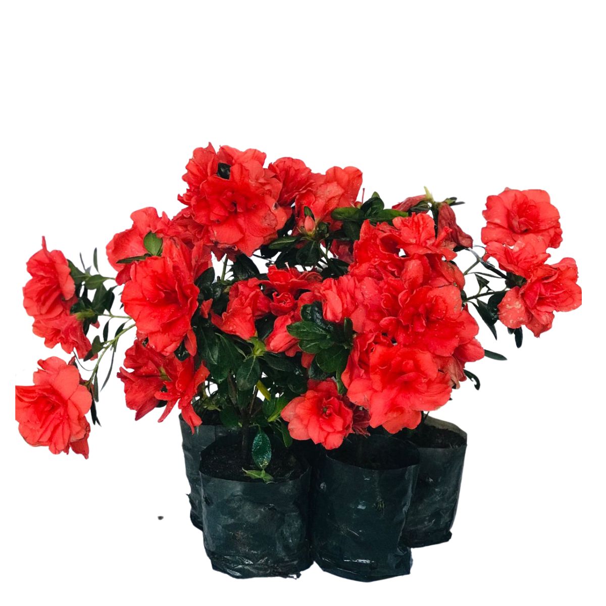 Mini Azaléia Dobrada Flor Vermelha - Mudas no Saquinho