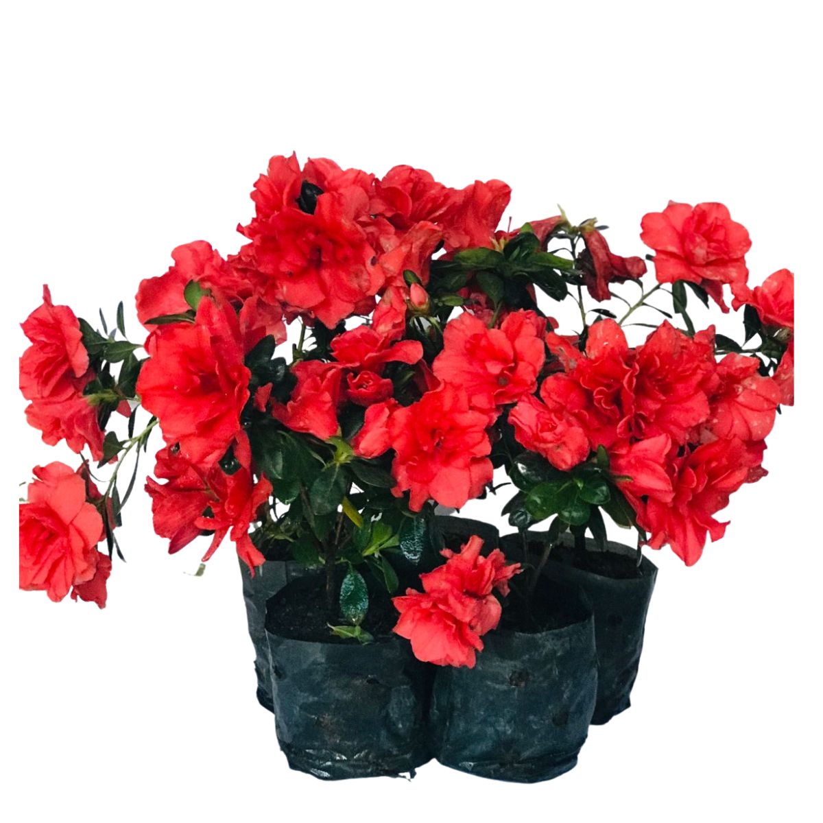 Mini Azaléia Dobrada Flor Vermelha - Mudas no Saquinho - Imagem 3