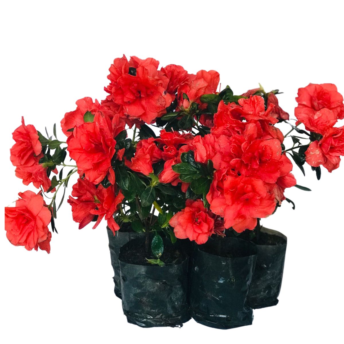 Mini Azaléia Dobrada Flor Vermelha - Mudas no Saquinho - Imagem 4