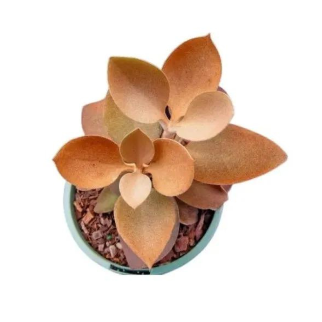 Suculenta Kalanchoe orgyalis / Colher de Cobre Pote 11