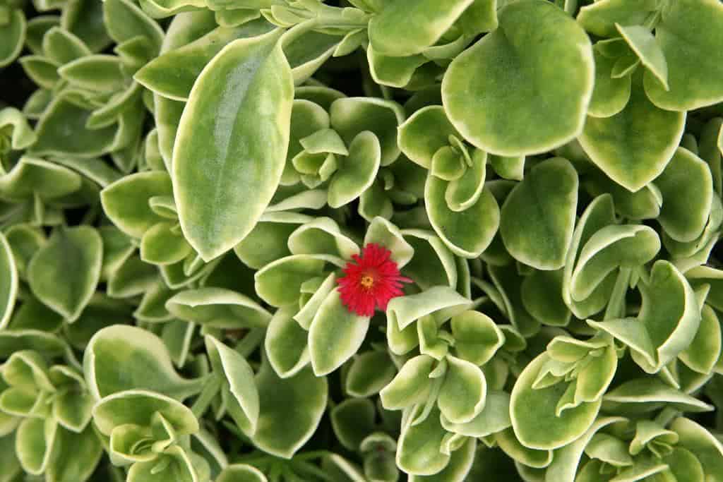 Rosinha Do Sol Aptenia Cordifolia Variegata Pote 11 - Imagem 2