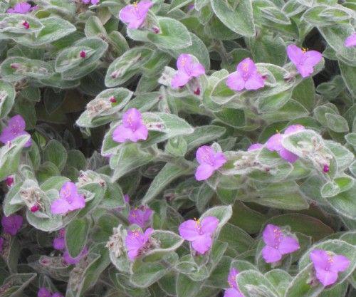 Lambari Veludo Branco Tradescantia sillamontana Pote11 - Imagem 3
