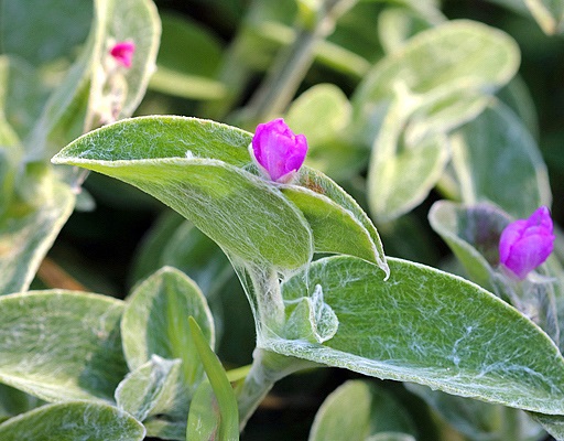 Lambari Veludo Branco Tradescantia sillamontana Pote11 - Imagem 2