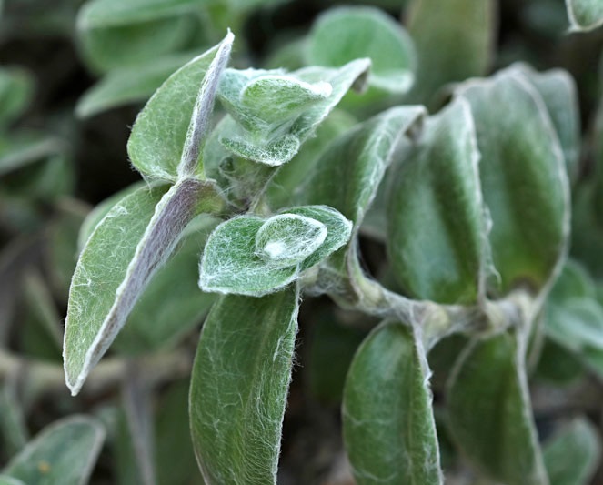 Lambari Veludo Branco Tradescantia sillamontana Pote11 - Imagem 5
