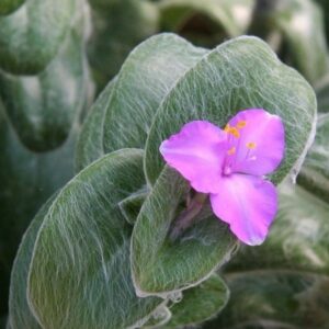 Lambari Veludo Branco Tradescantia sillamontana Pote11