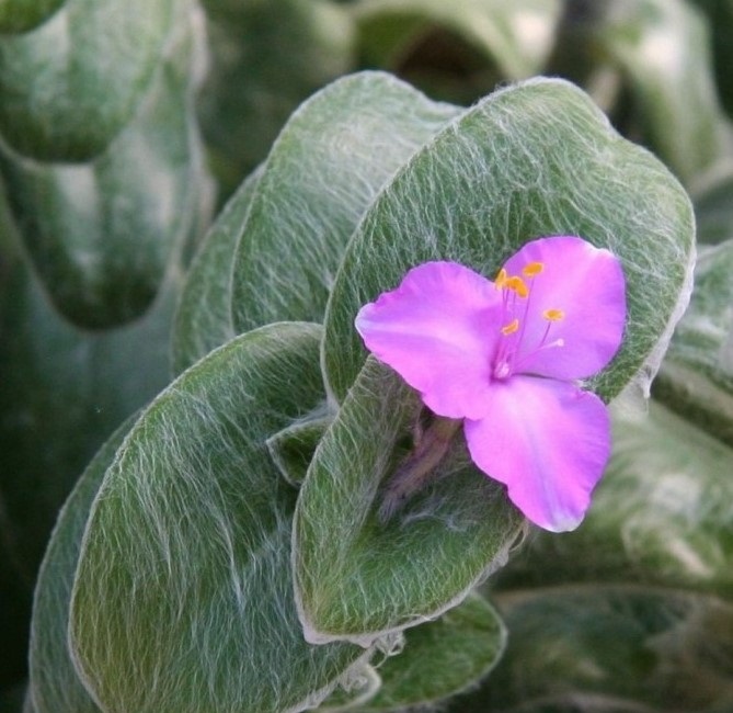 Lambari Veludo Branco Tradescantia sillamontana Pote11
