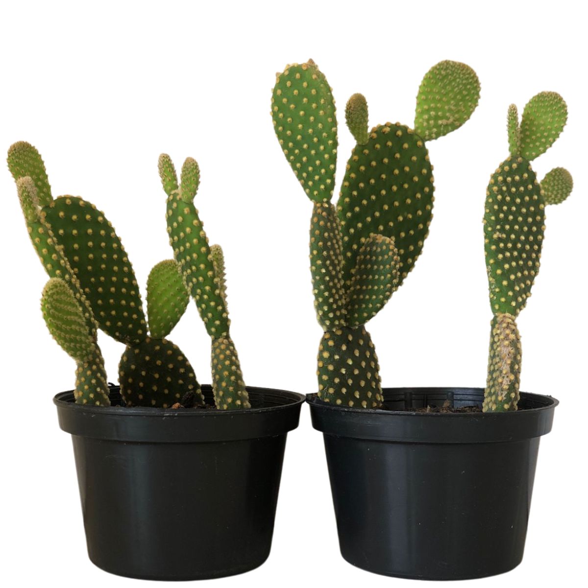 Suculenta Cacto Orelha de Mickey Opuntia microdasys Pote 11 - Imagem 5