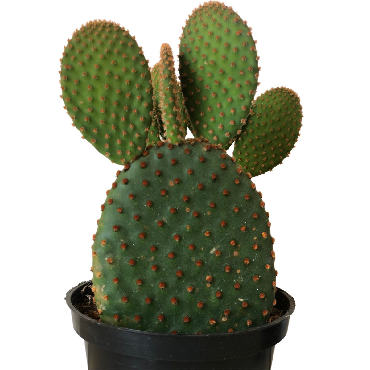 Suculenta Cacto Orelha de Mickey Opuntia microdasys Pote 11 - Imagem 4