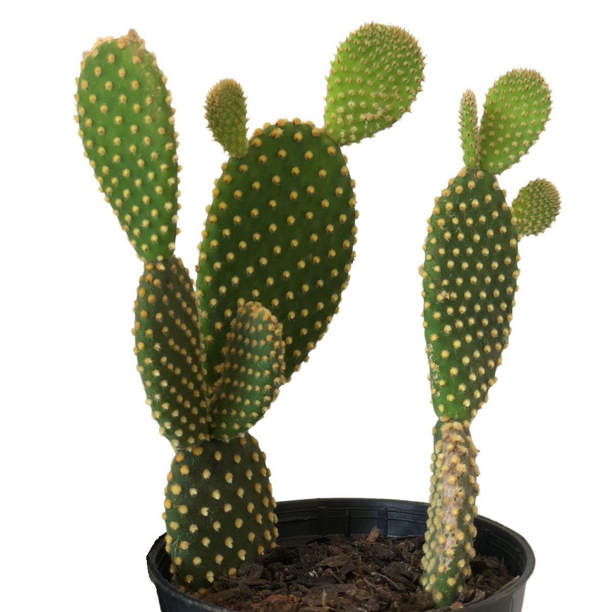 Suculenta Cacto Orelha de Mickey Opuntia microdasys Pote 11 - Imagem 6