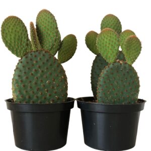 Suculenta Cacto Orelha de Mickey Opuntia microdasys Pote 11