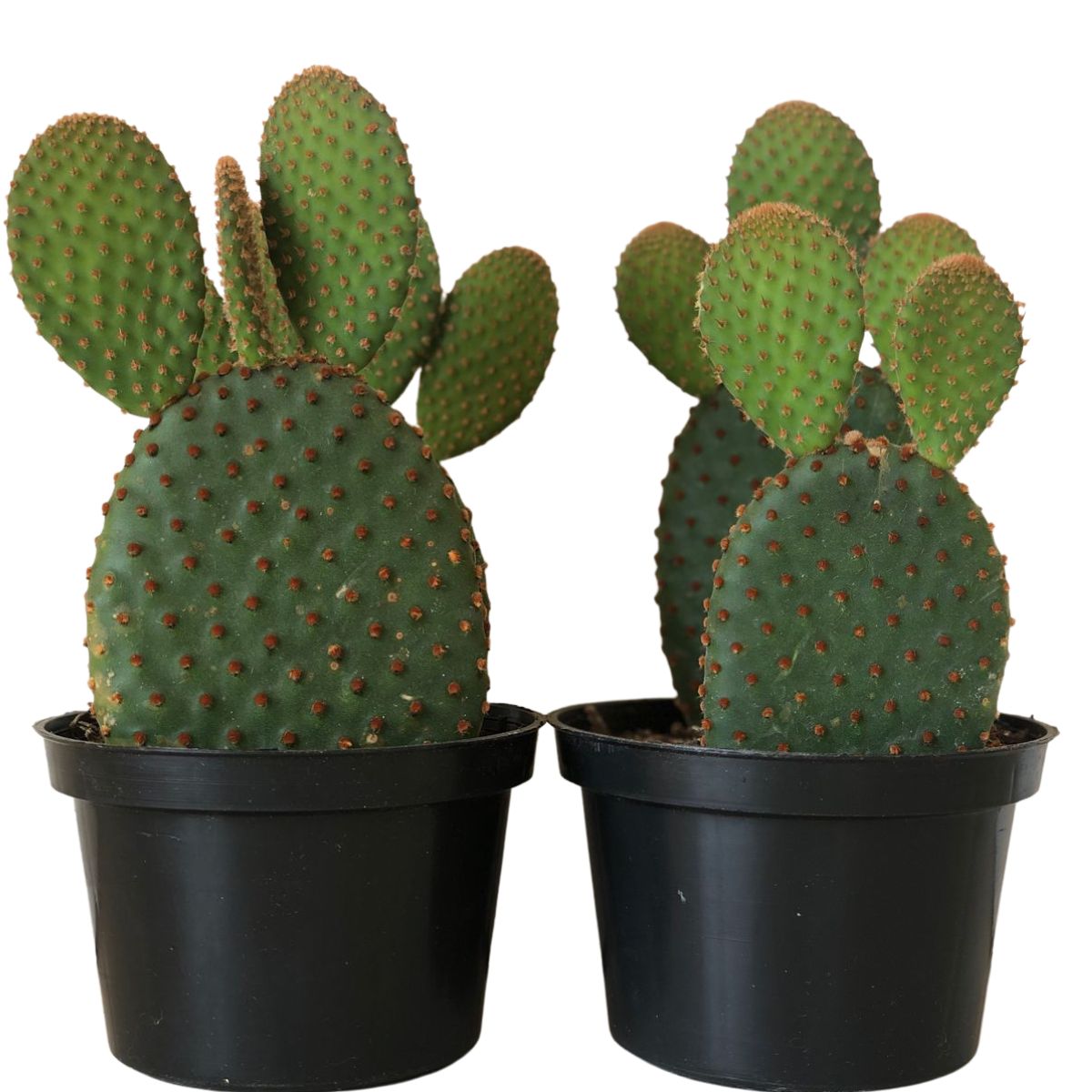 Suculenta Cacto Orelha de Mickey Opuntia microdasys Pote 11