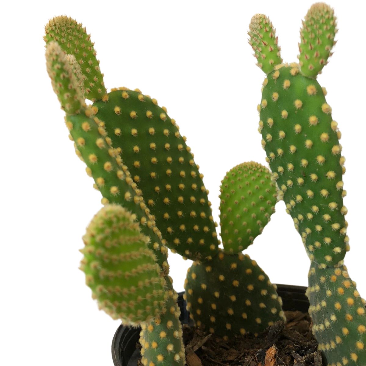 Suculenta Cacto Orelha de Mickey Opuntia microdasys Pote 11 - Imagem 7