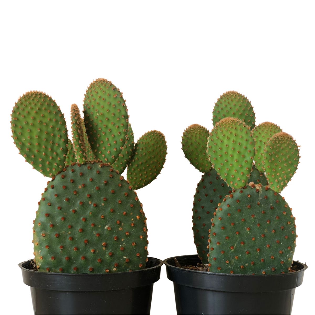 Suculenta Cacto Orelha de Mickey Opuntia microdasys Pote 11 - Imagem 3
