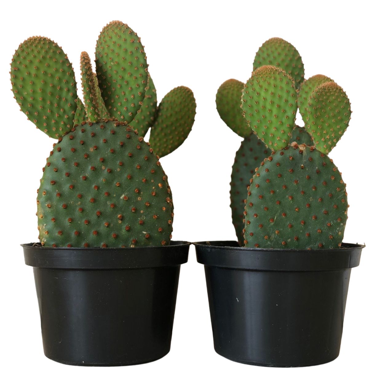 Suculenta Cacto Orelha de Mickey Opuntia microdasys Pote 11 - Imagem 2