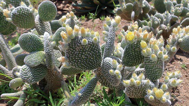 Suculenta Cacto Orelha de Mickey Opuntia microdasys Pote 11 - Imagem 9