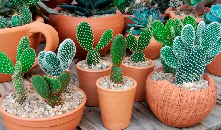Suculenta Cacto Orelha de Mickey Opuntia microdasys Pote 11 - Imagem 8