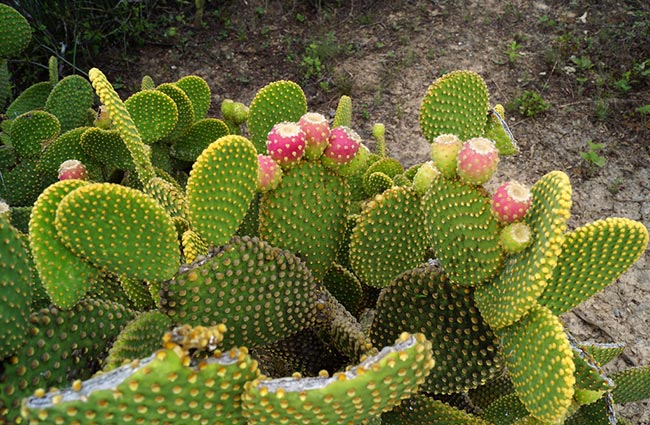 Suculenta Cacto Orelha de Mickey Opuntia microdasys Pote 11 - Imagem 10