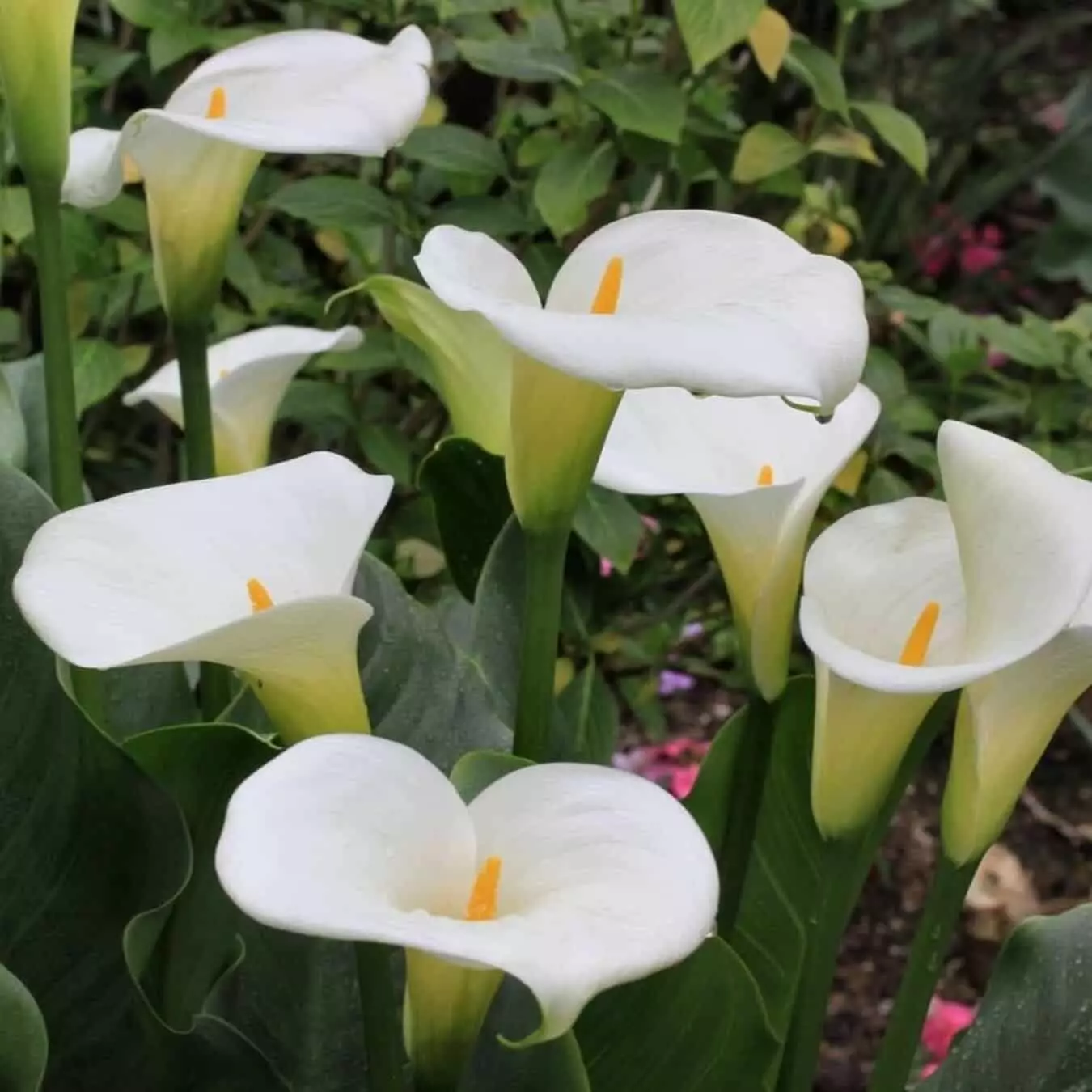 Copo-de-leite – Zantedeschia aethiopica - Pote 21 - Imagem 2