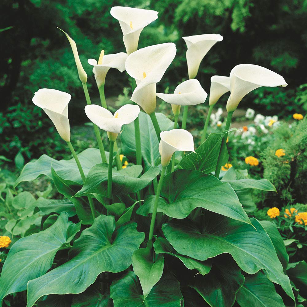 Copo-de-leite – Zantedeschia aethiopica - Pote 21 - Imagem 3