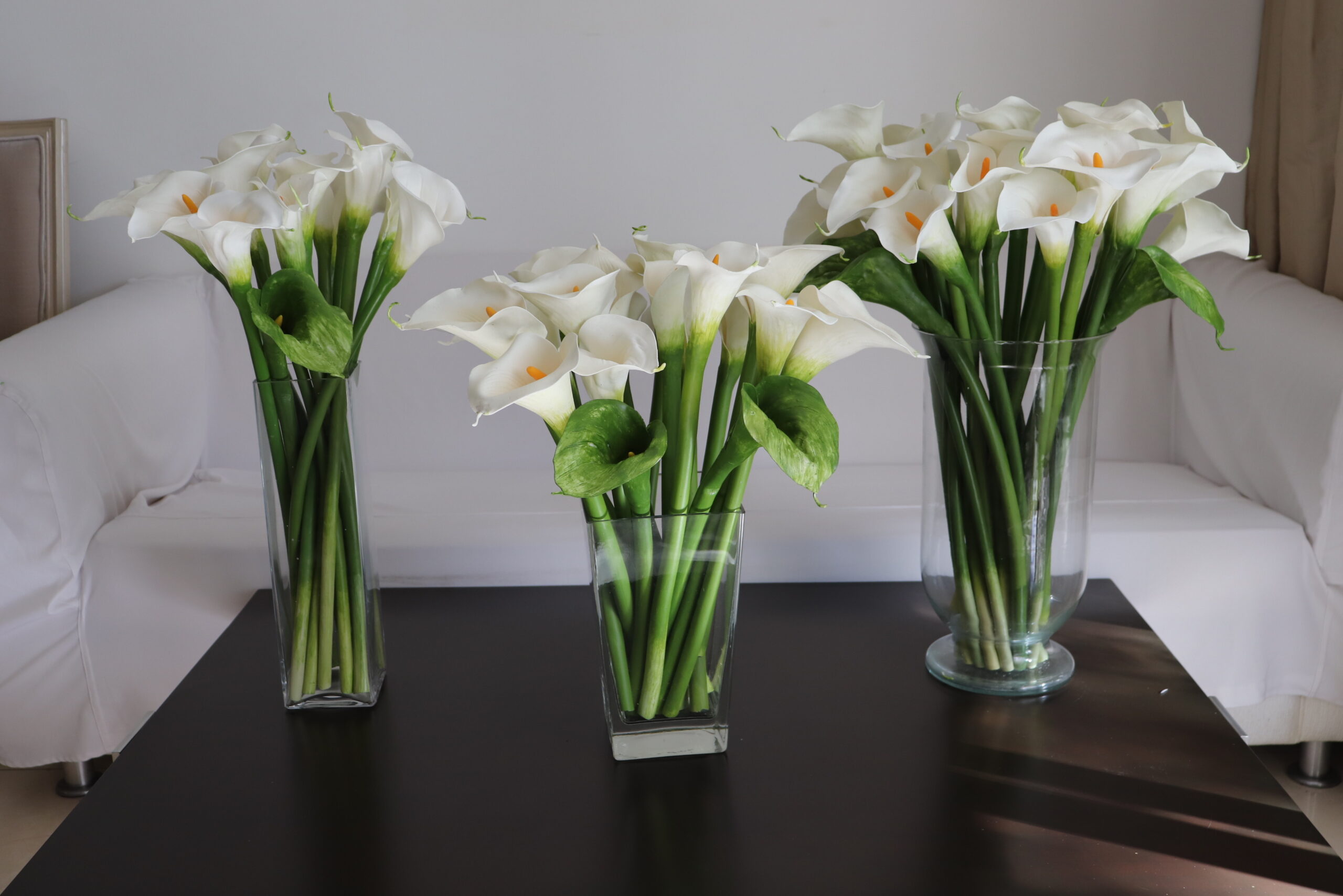 Copo-de-leite – Zantedeschia aethiopica - Pote 21 - Imagem 4
