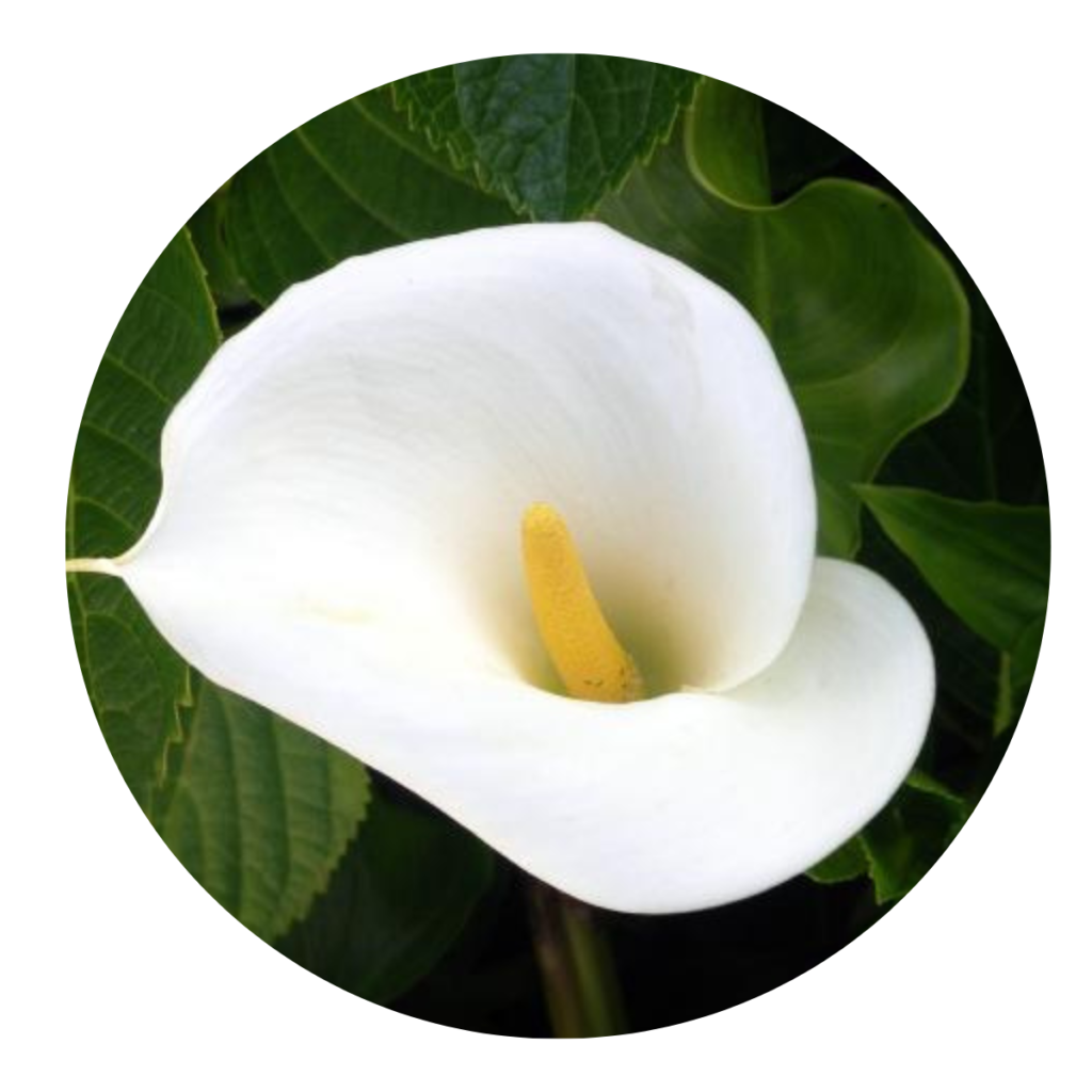 Copo-de-leite – Zantedeschia aethiopica - Pote 21
