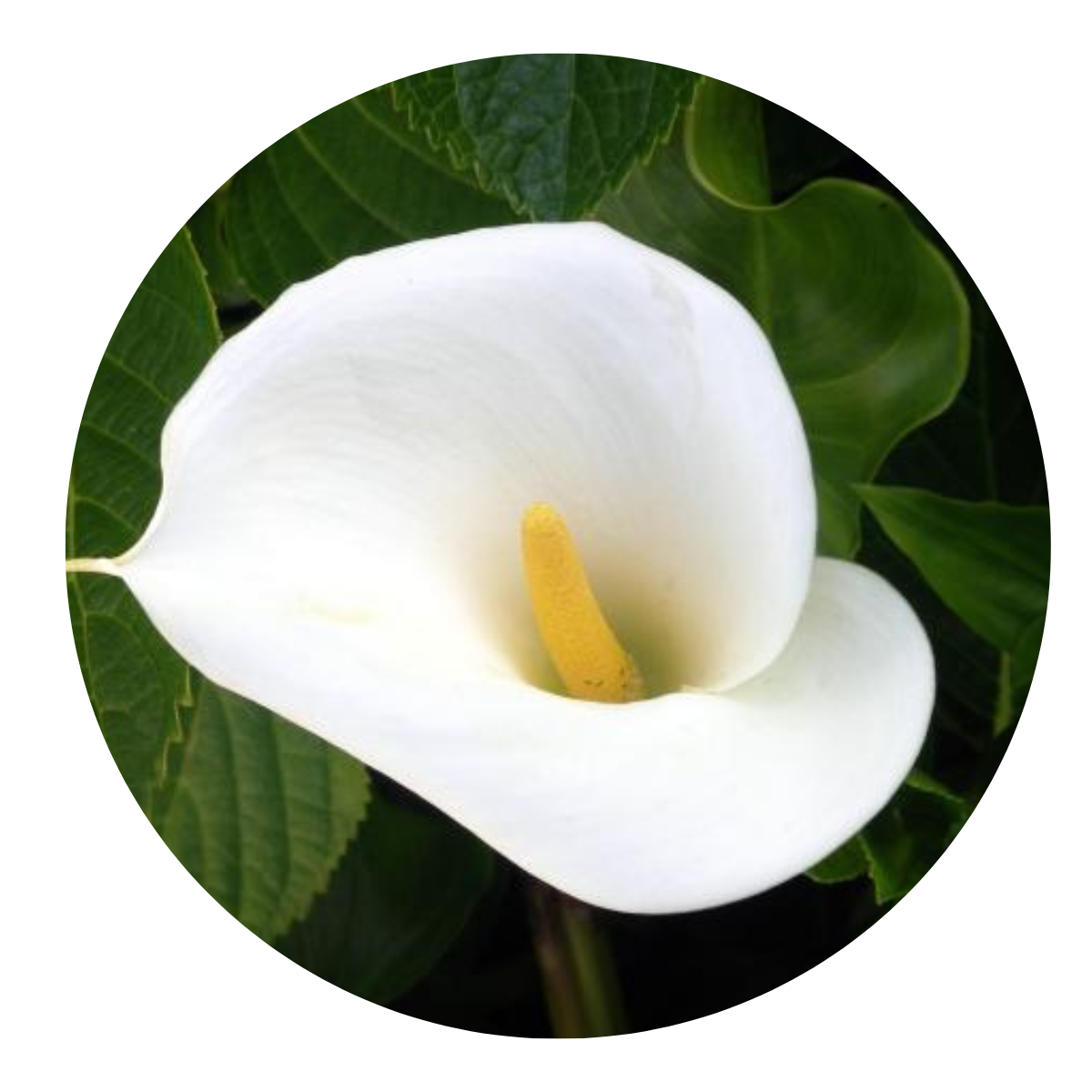 Copo-de-leite – Zantedeschia aethiopica - Pote 21