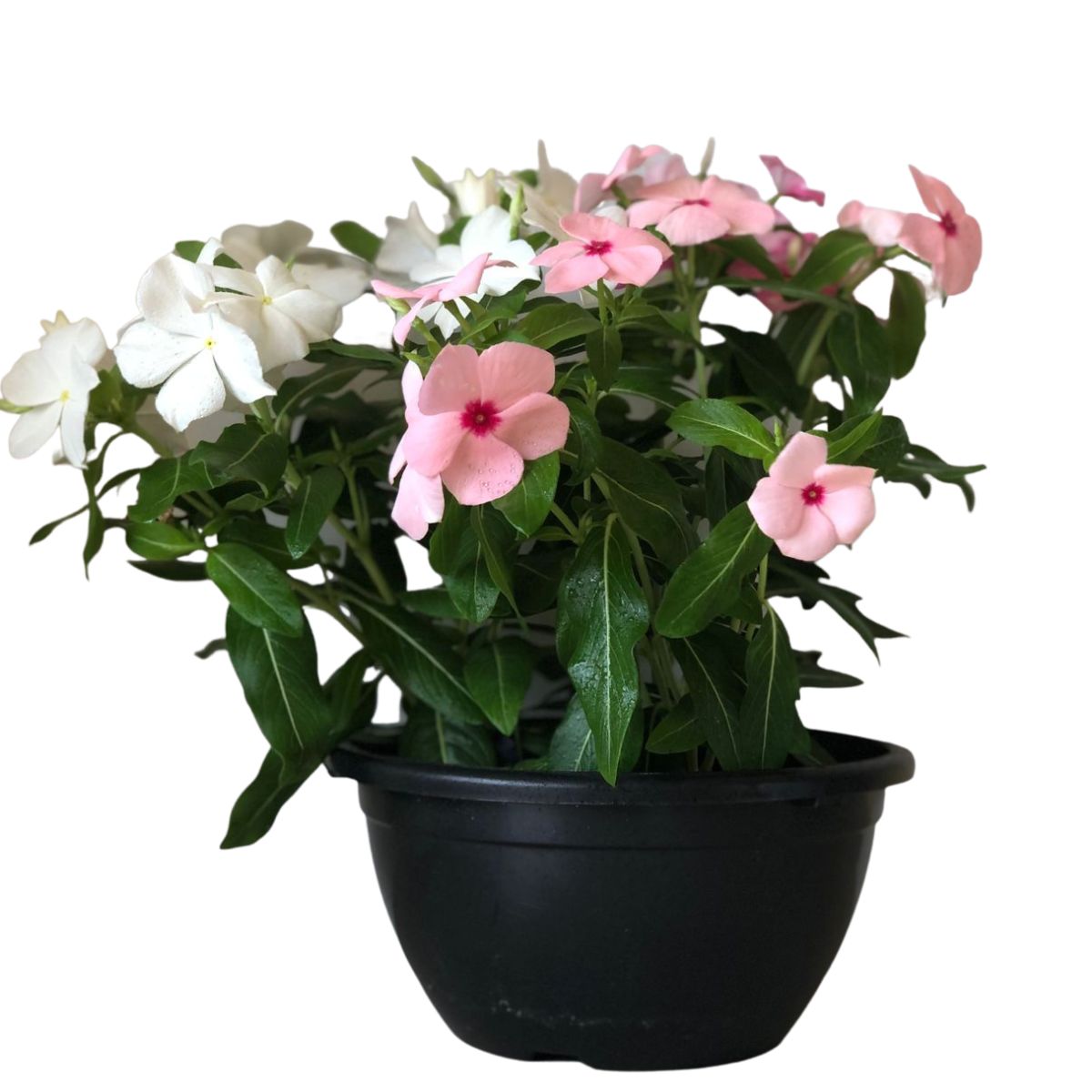 Vinca de Madagascar – Catharantus Roseas - Cuia 21 - Imagem 6