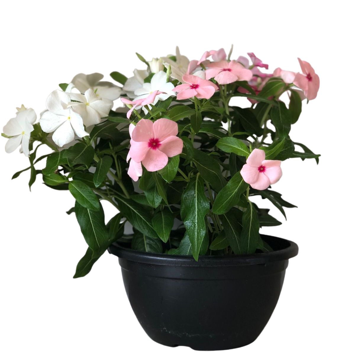 Vinca de Madagascar – Catharantus Roseas - Cuia 21 - Imagem 5