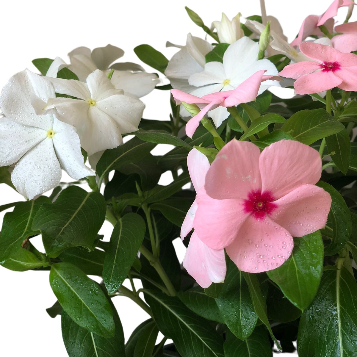 Vinca de Madagascar – Catharantus Roseas - Cuia 21 - Imagem 4