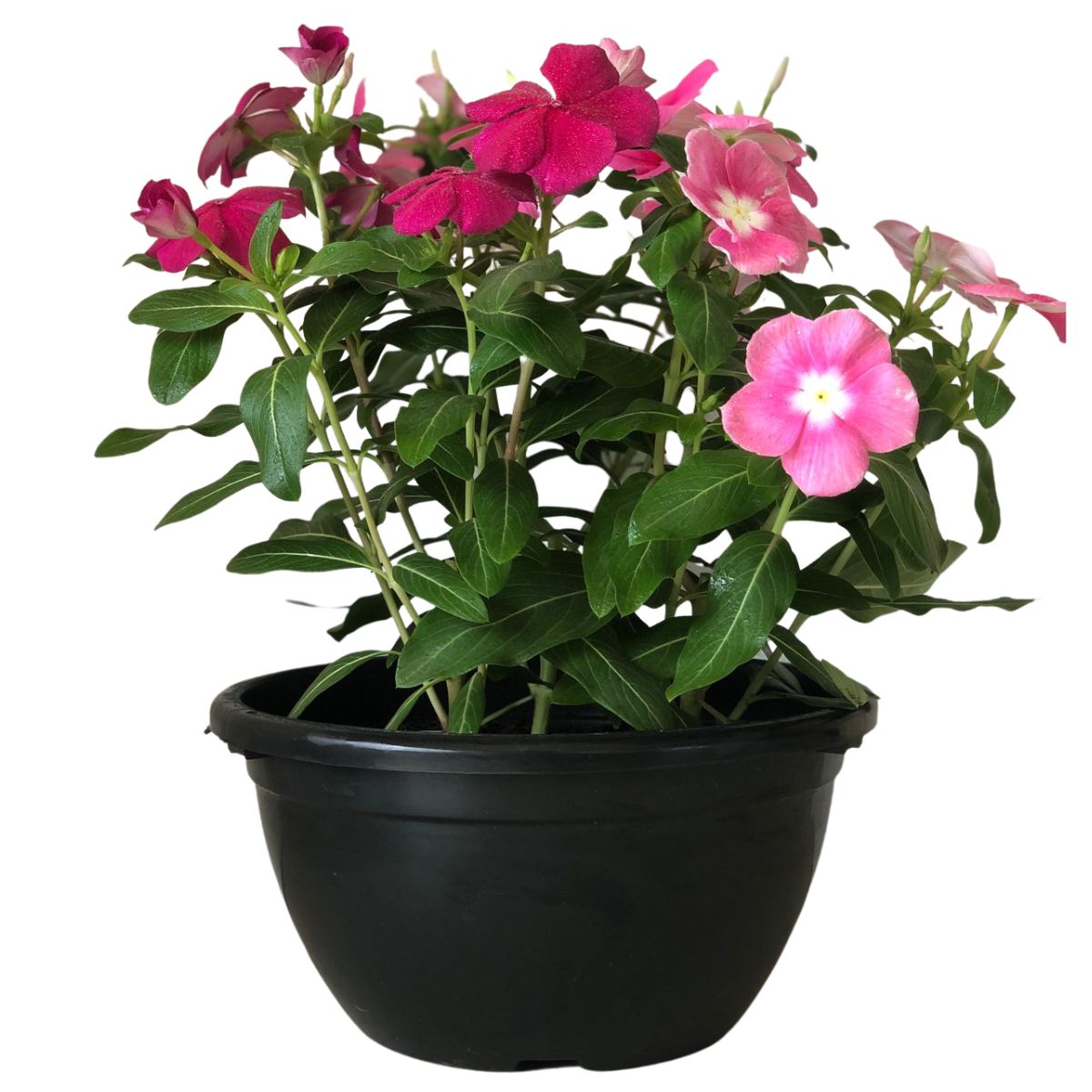 Vinca de Madagascar – Catharantus Roseas - Cuia 21 - Imagem 7