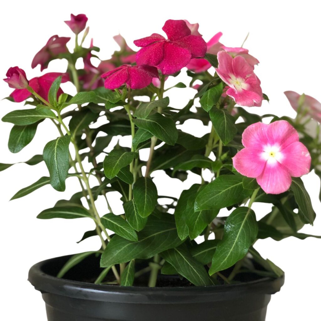 Vinca de Madagascar –  Catharantus Roseas - Cuia 21
