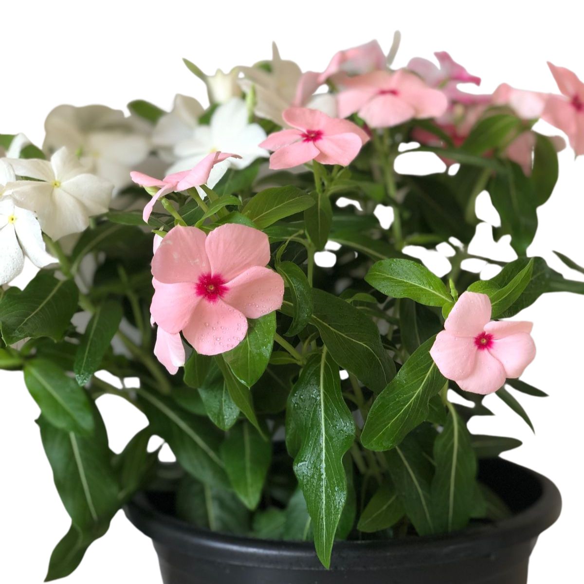 Vinca de Madagascar – Catharantus Roseas - Cuia 21 - Imagem 2