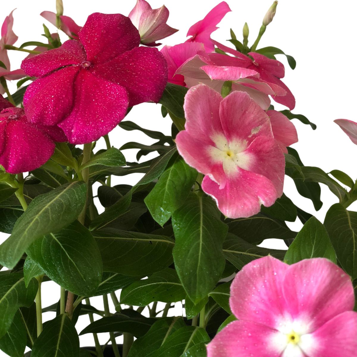 Vinca de Madagascar – Catharantus Roseas - Cuia 21 - Imagem 3