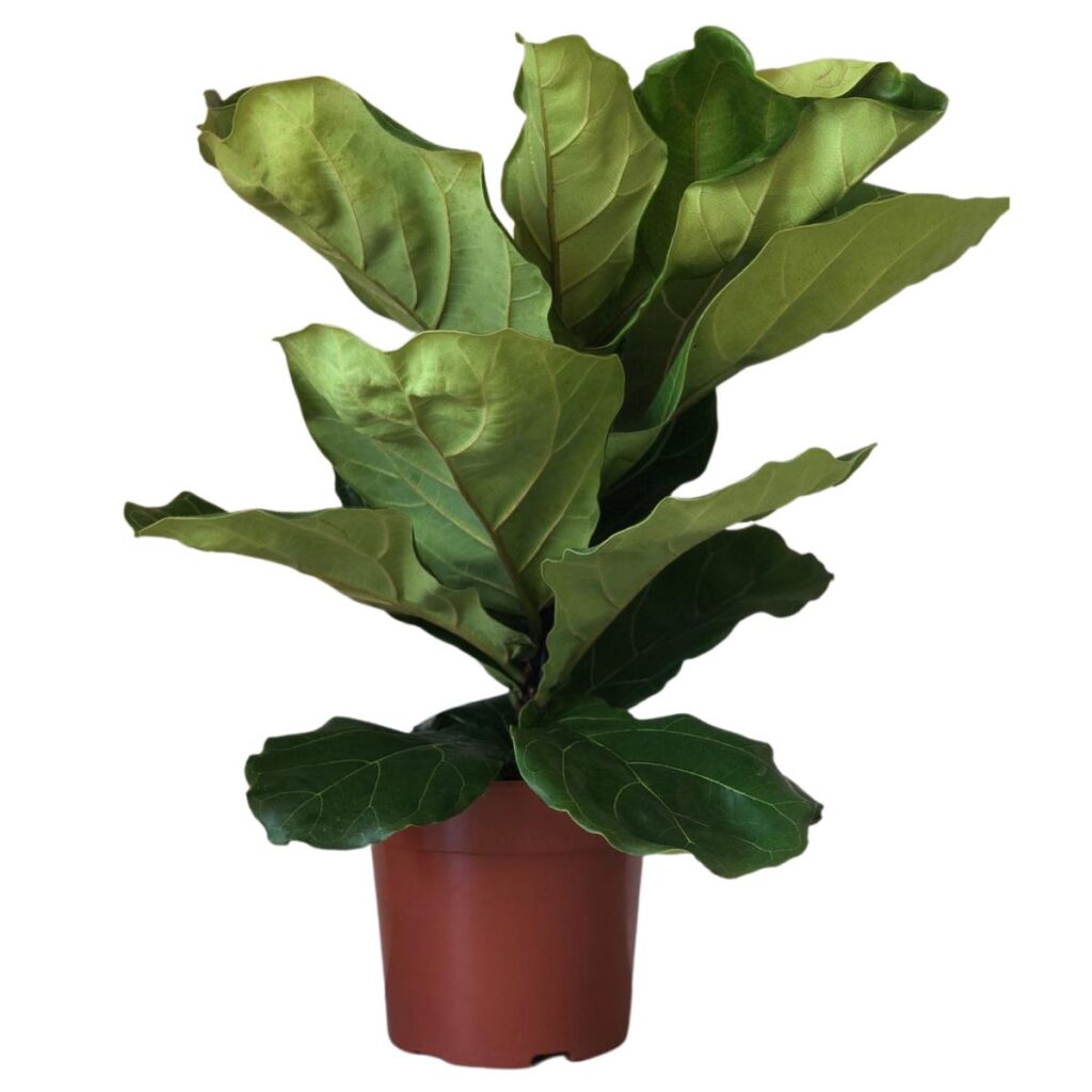 Ficus-lira ou Figueira-lira - Ficus Lyrata - Pote 17