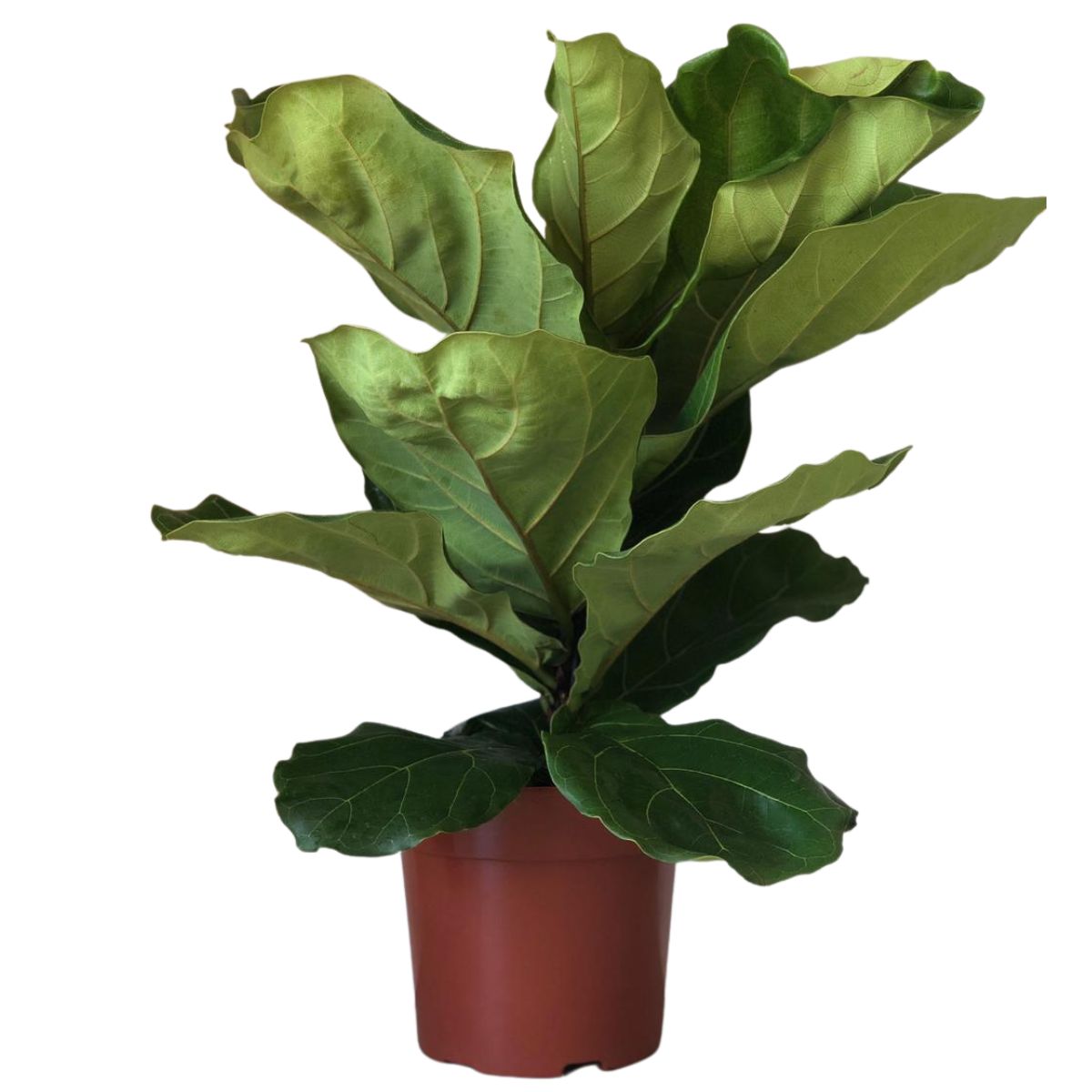 Ficus-lira ou Figueira-lira - Ficus Lyrata - Pote 15 - Imagem 4