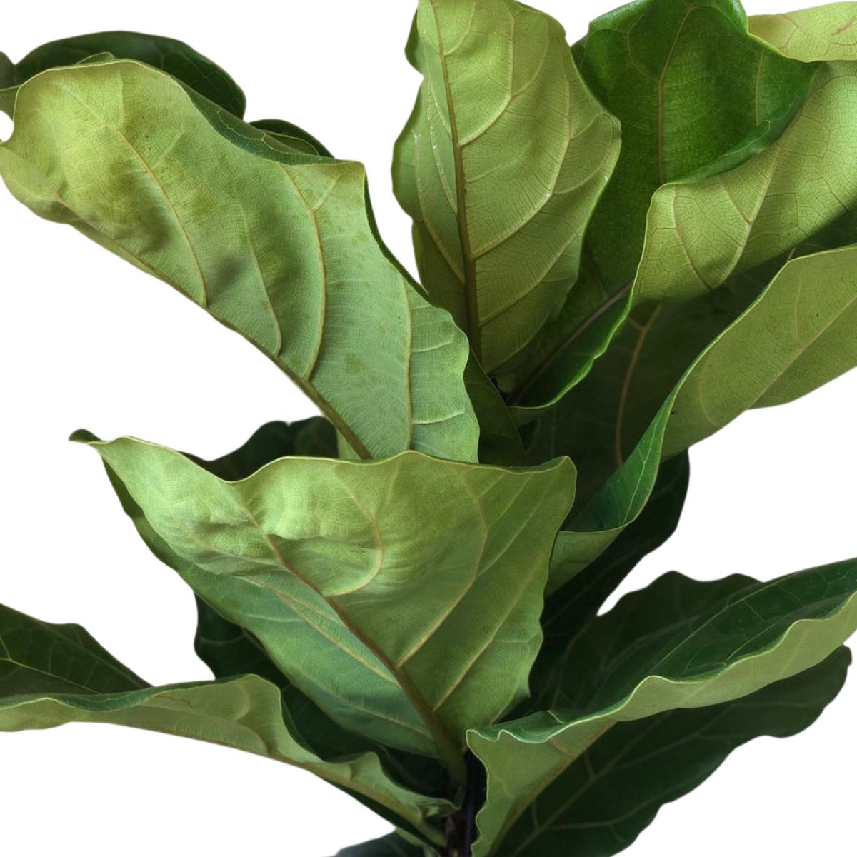 Ficus-lira ou Figueira-lira - Ficus Lyrata - Pote 15 - Imagem 2