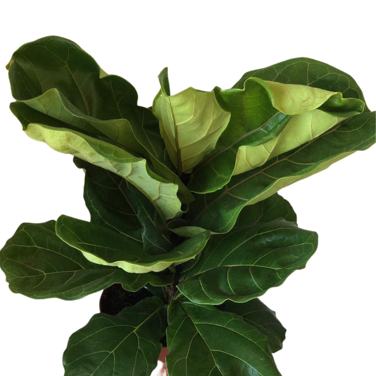 Ficus-lira ou Figueira-lira - Ficus Lyrata - Pote 17 - Imagem 5
