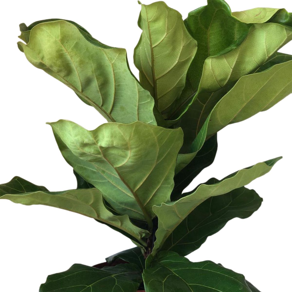 Ficus-lira ou Figueira-lira - Ficus Lyrata - Pote 17 - Imagem 3