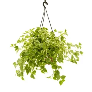 Peperomia Pendente Scandens Variegata - Cuia 21