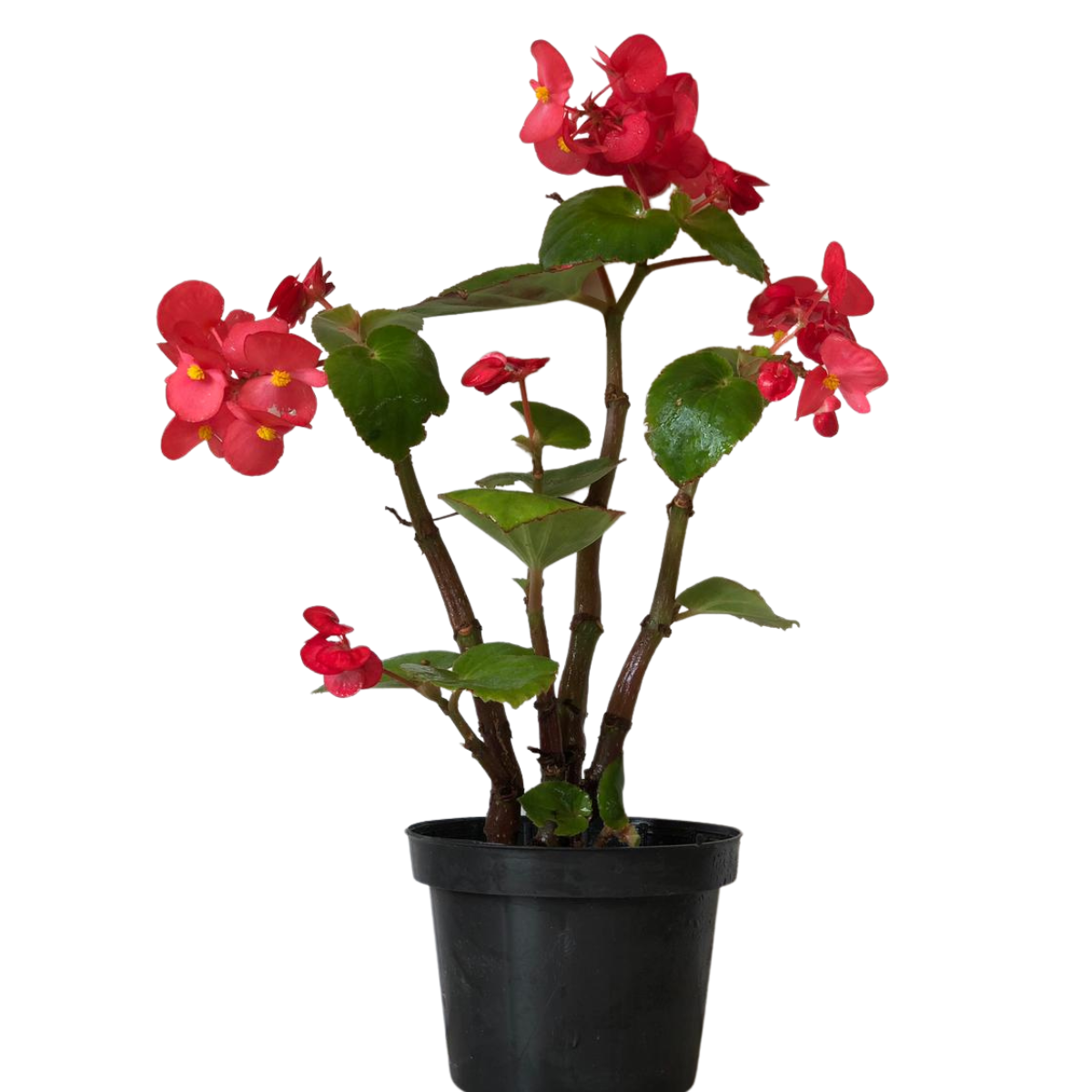 Begônia Dragon Wing Begonia Elatior Pote 13 - Imagem 4