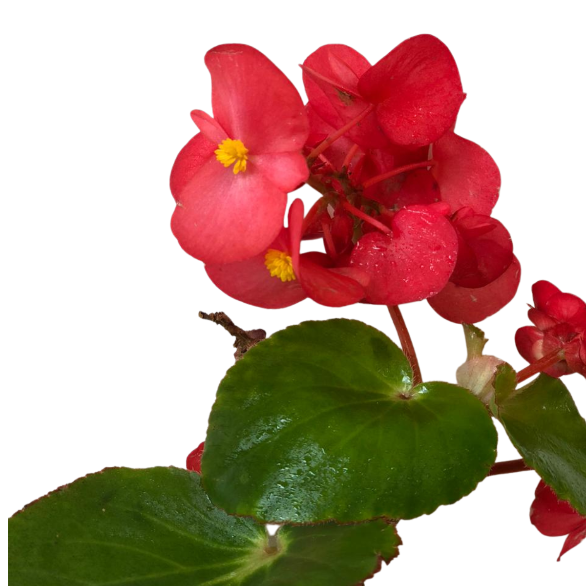 Begônia Dragon Wing Begonia Elatior Pote 13 - Imagem 5