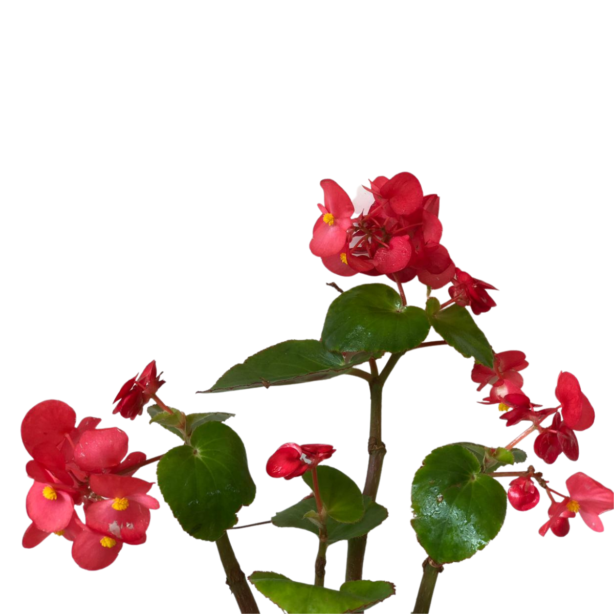 Begônia Dragon Wing Begonia Elatior Pote 13 - Imagem 6