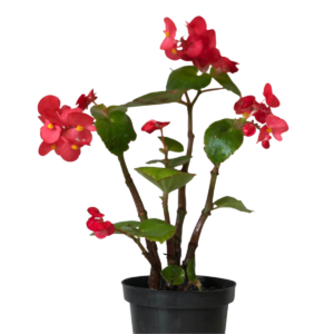 Begônia Dragon Wing Begonia Elatior Pote 13