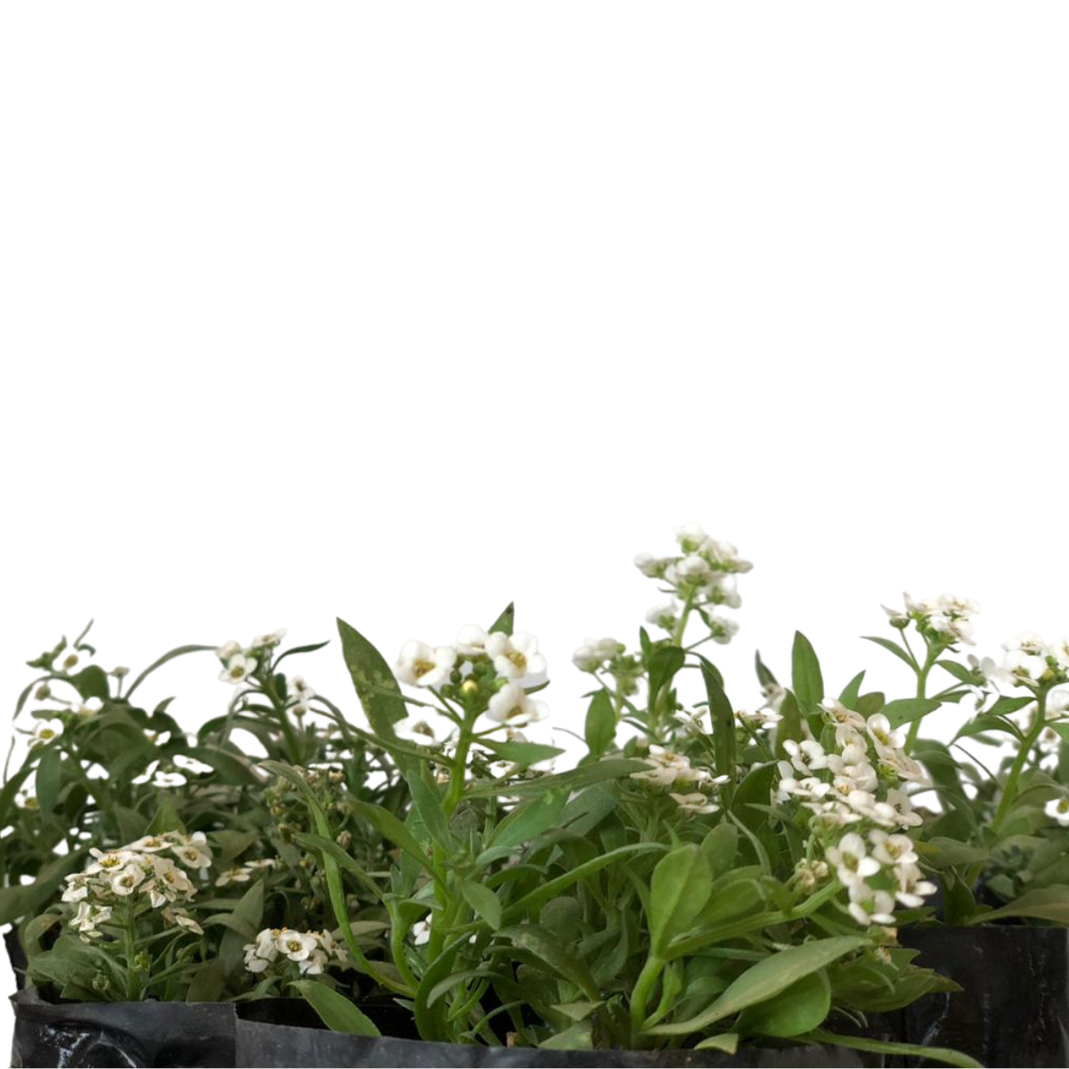 flor-de-mel Branca, Álisso, Lobularia marítima no Saquinho - Imagem 2