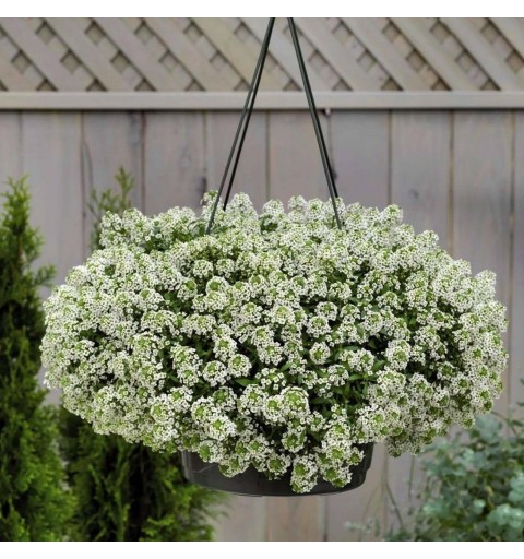 flor-de-mel Branca, Álisso, Lobularia marítima no Saquinho - Imagem 4