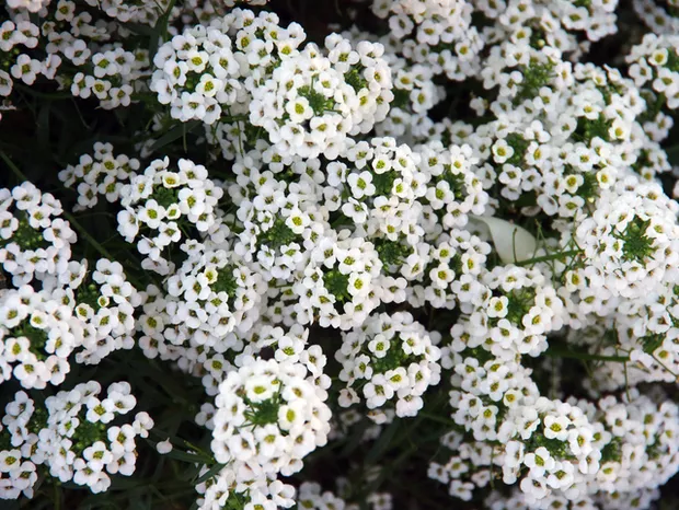flor-de-mel Branca, Álisso, Lobularia marítima no Saquinho - Imagem 6