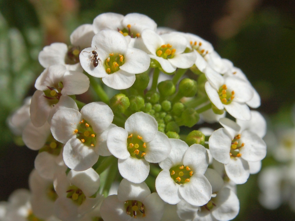 flor-de-mel Branca, Álisso, Lobularia marítima no Saquinho - Imagem 5