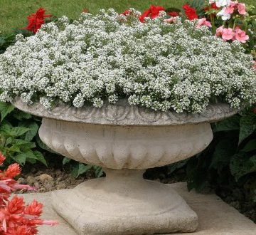 flor-de-mel Branca, Álisso, Lobularia marítima no Saquinho - Imagem 7