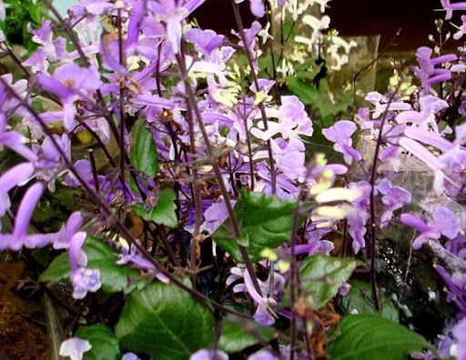 Ametista – Plectranthus saccatus no Saquinho - Imagem 2
