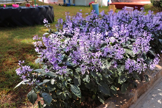 Ametista – Plectranthus saccatus no Saquinho - Imagem 4